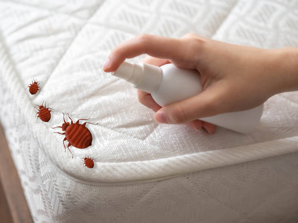 Best Bed Bug Extermination  in Myers Corner, NY