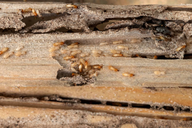 Pest Prevention Services in Myers Corner, NY